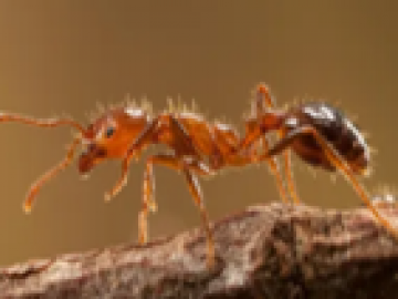 NSW Government responds to Red Imported Fire Ants in northern NSW